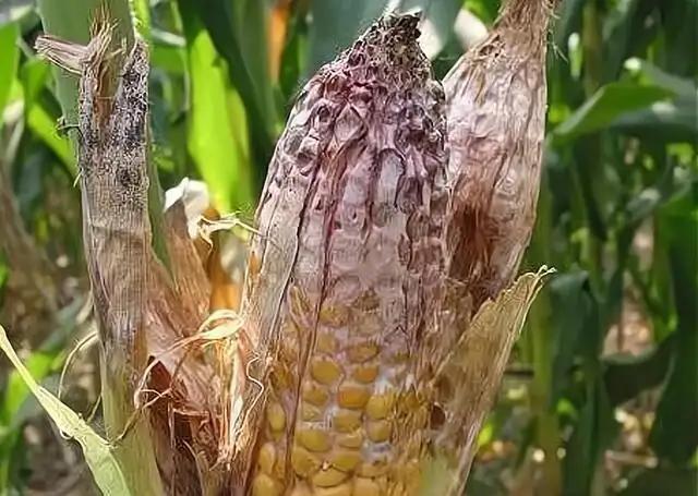 Maize pests and diseases