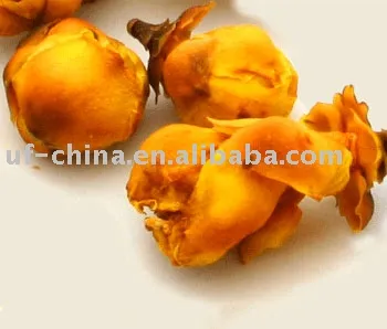 Golden camellia