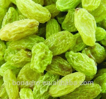 Fresh green raisin,free sample is available