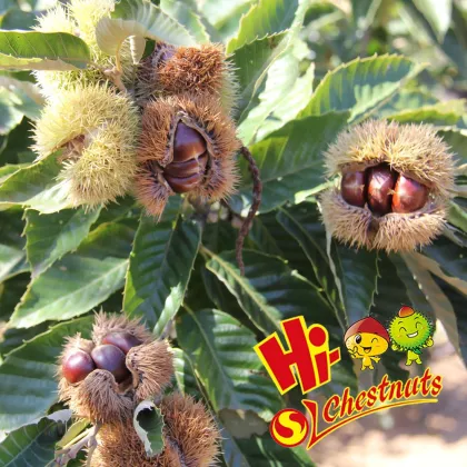 Sweet Raw fresh chestnut for sale---- bulk fresh raw chestnut