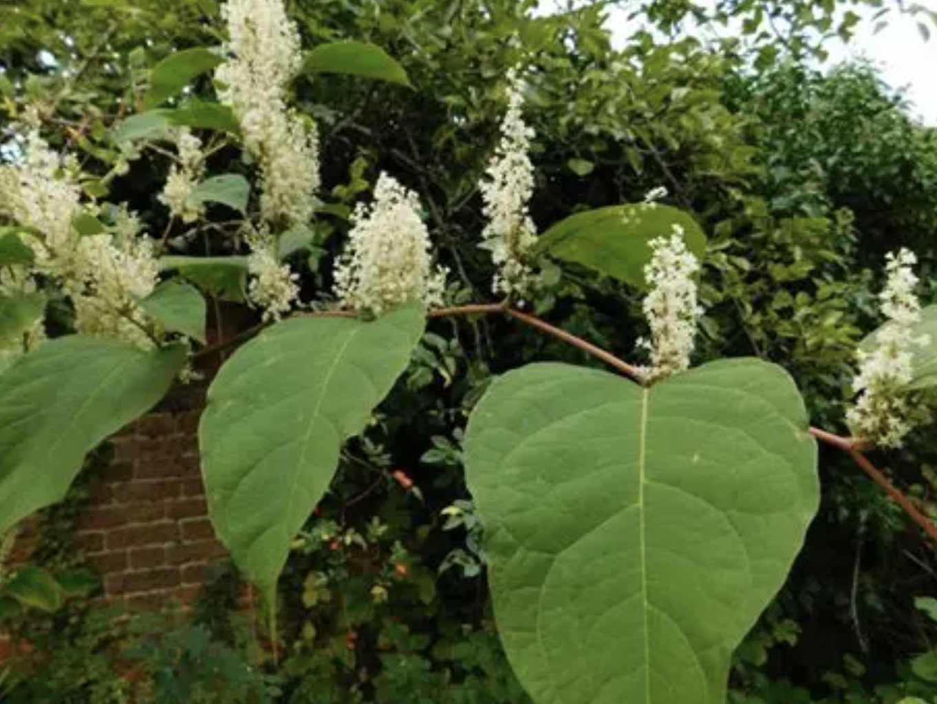Japanese Knotweed Extract Powder
