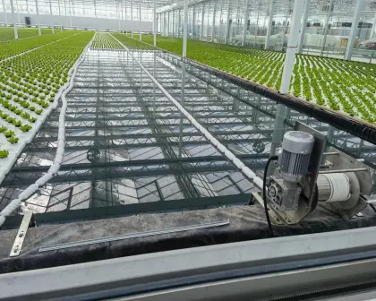 Seedling Raising Multi Type Agricultural Planting Greenhouse