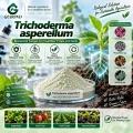 Trichoderma asperellum Microbial Powder لإدارة التربة والجذور