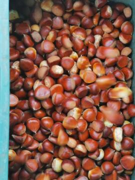2019 new crop chestnut with good price