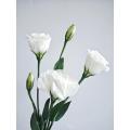 সাদা Lisianthus উচ্চ মানের বিবাহের তাজা ফুল
