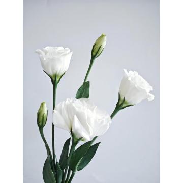 সাদা Lisianthus উচ্চ মানের বিবাহের তাজা ফুল