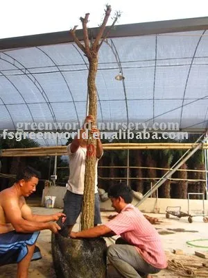 Erythrina crista-galli linn