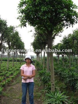 Ficus Nitida landscaping trees for outdoor