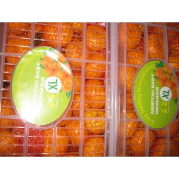 Manis Nanfeng Baby mandarin