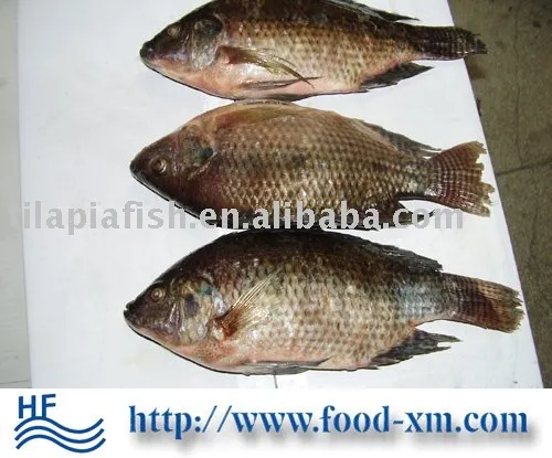 China tilapia fish farming