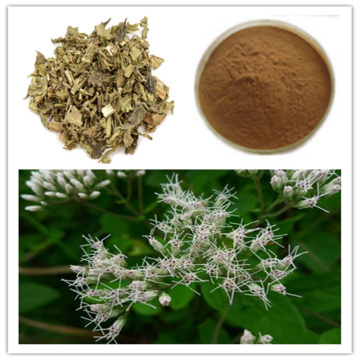 Natural Herbal Lycopus Lucidus Extract for Immune System Support