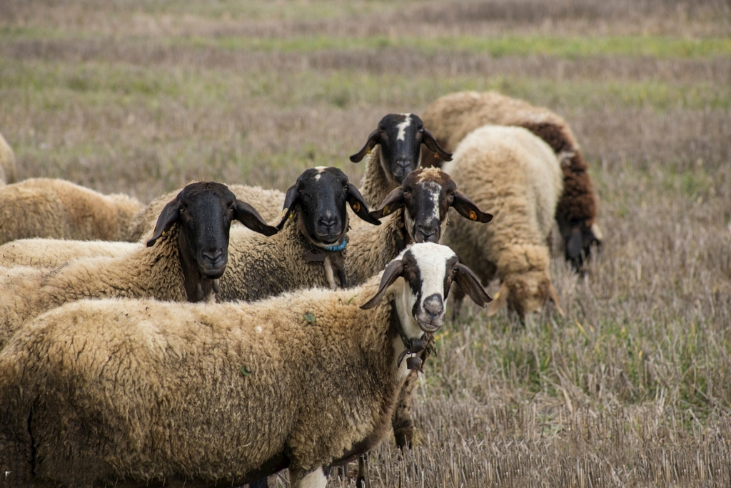animals