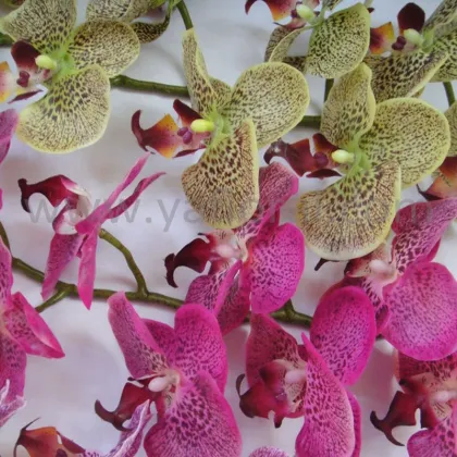 Factory directly orchid flowers price multi-color silk coated artificial orchid flowers fake orchid