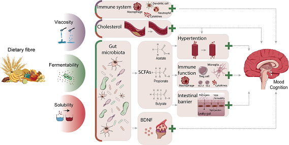 fibres alimentaires intestin cerveau santé dietary fiber gut brain health