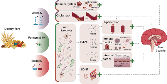 dietary fiber gut brain health