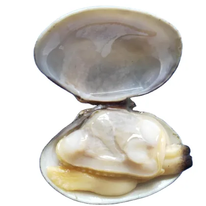Frozen Cooked Baby Clam Products | Seafood Online