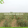 Wholesale Nutrition Healthy Low Pesticide Goji Berries