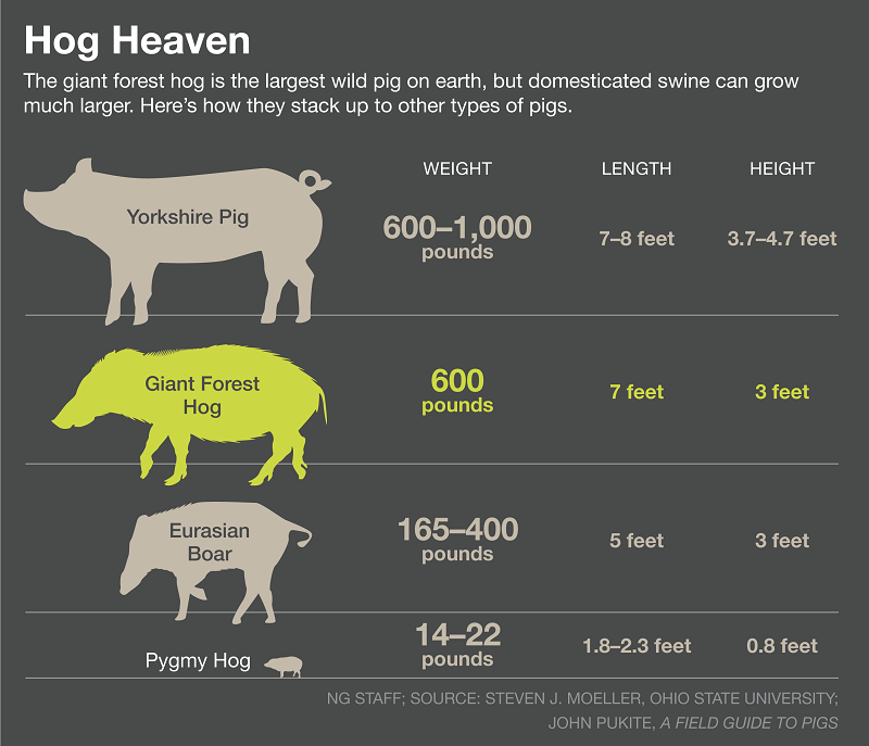 hog_final-as-Smart-Object-11 hog_final-as-Smart-Object-11