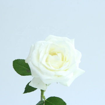 Hot Selling Fresh Cut Flowers Wholesale: China T/T Grade, 20 Stems per Bunch, 2 Working Days Delivery