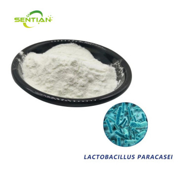 Premium Digestive Health Probiotics Lactobacillus paracasei