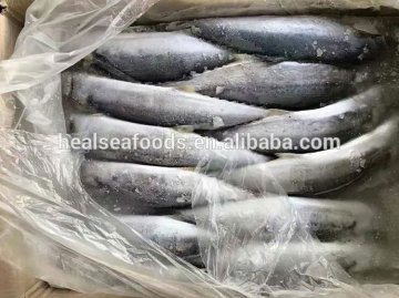 spanish mackerel fresh king fish frozen seer fish