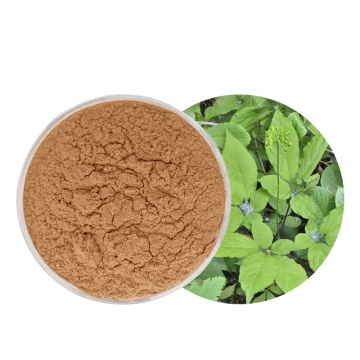 Panax Ginseng Leaf Extract