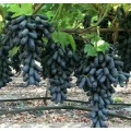 Uvas pretas Ziyu Tianzhu com formato de dedo