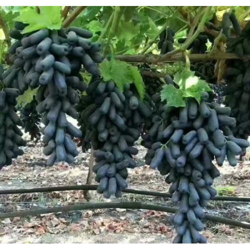 Uvas pretas Ziyu Tianzhu com formato de dedo