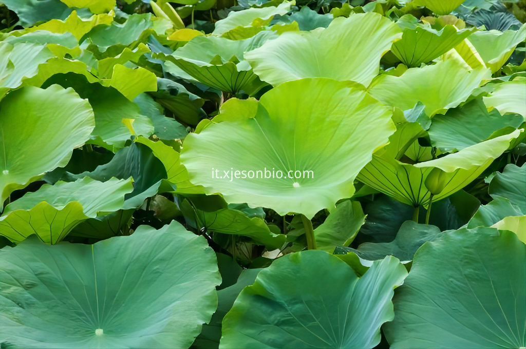 Lotus Leaf Extract