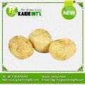 Erntefrisch gelbe Kartoffel