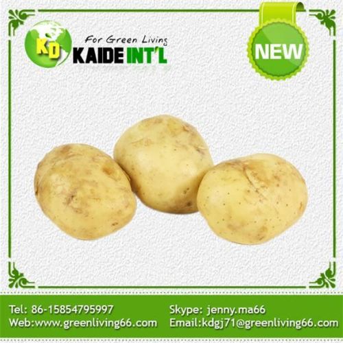 Taze sarı patates hasat