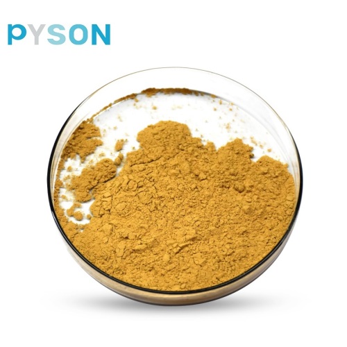 Pure Natural Salvia Miltiorrhiza Extract Powder Danshen