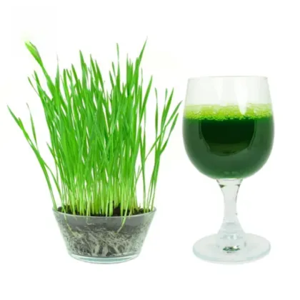 Organic Barley Grass Juice Powder 99%