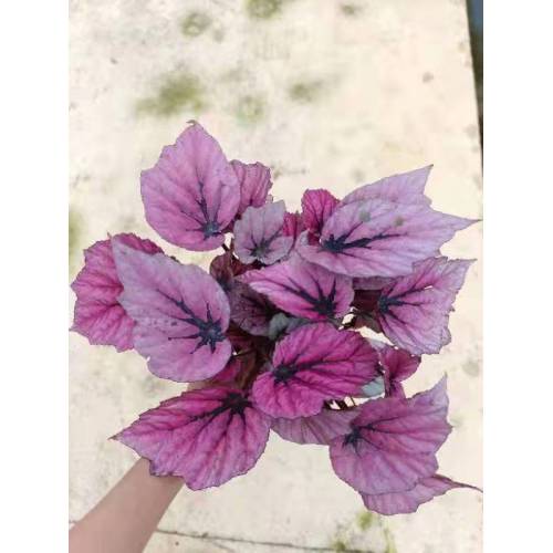 Begonia Flower begonia 15 with lower price Supplier