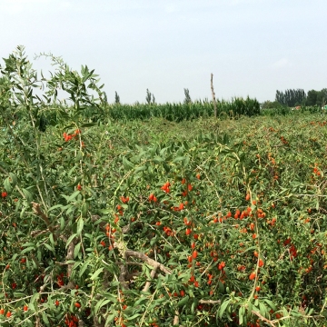 Size 750 Organic Dried Goji