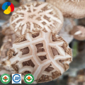 Semillas de engendro de hongos shiitake orgánicos