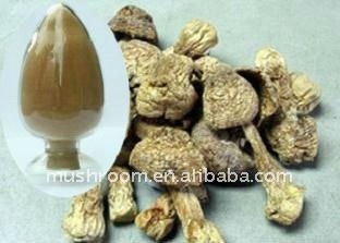 Agaricus blazei;Ji song rong mushroom extract