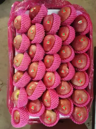 Fresh Non Bagged Qin Guan