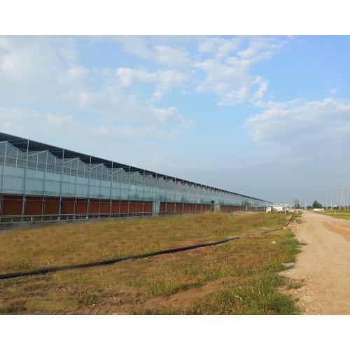 Multi Type Agricultural Planting Greenhouse