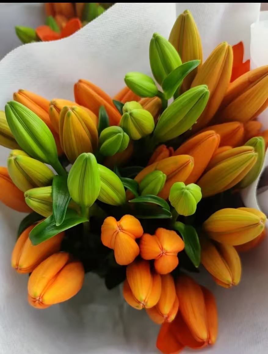 Single Lily Orange Dream6