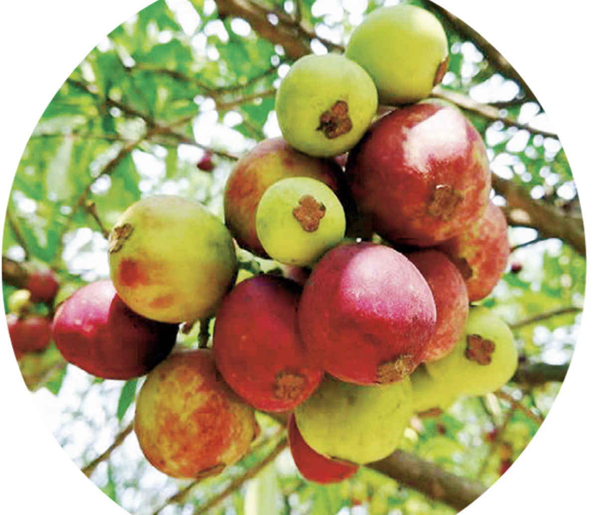 Garcinia Cambogia Extract Powder Supplier