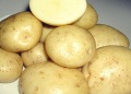 Vente en gros de grosses pommes de terre fraîches