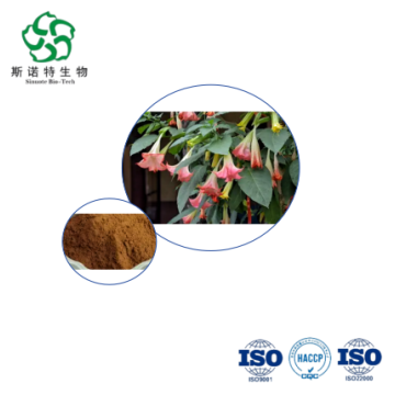 Upright Datura Flower Extract – Natural Scopolamine Source for Pharma