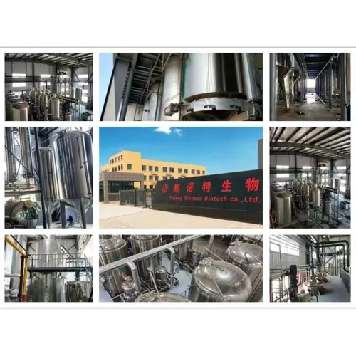 Chinese Angelica Extract (Radix Angelicae Sinensis)