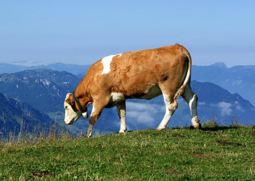 how do you preg check a cow
