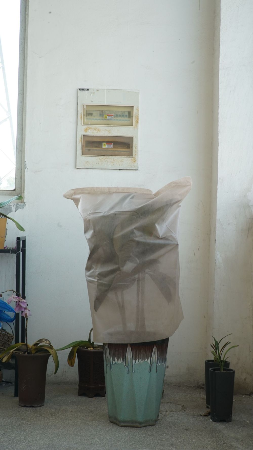 Cubiertas de plantas al aire libre para clima frío