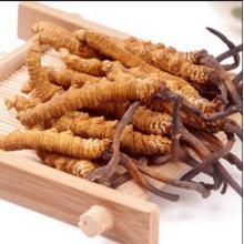 Medicinal Supplement Cordyceps Sinensis Polysaccharides>40%