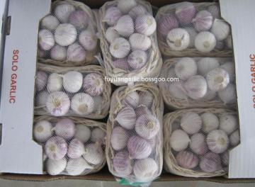 Solo garlic of high quality