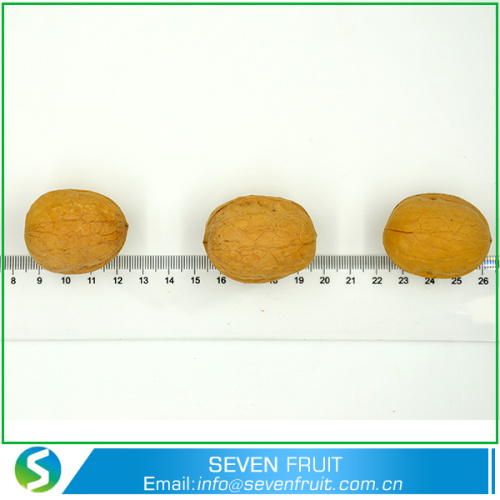Big Size 34mm up Thin Shell Natural Walnut With Shell