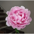 রোমান্টিক গোলাপী রাজকুমারী Peony